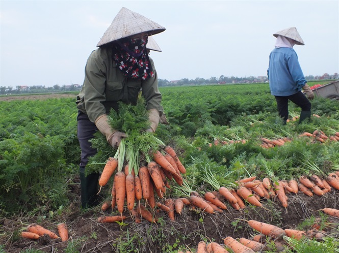 Giống cà rốt mới của Nhật có nhiều triển vọng